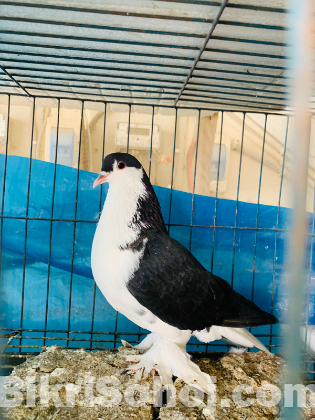 সিরাজী কবুতর